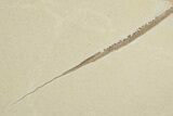 Gorgeous Fossil Stingray (Heliobatis) - Wyoming #202114-3